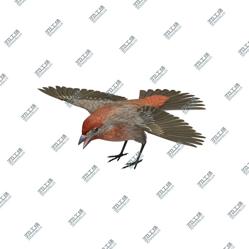 images/goods_img/20210319/Haemorhous Mexicanus 'House Finch'/5.jpg